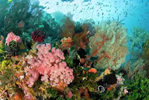 Shimlock: Indonesia, Komodo National Park. Colorful