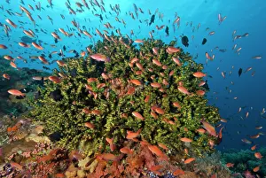 Anthia: Indonesia, Komodo National Park, Crystal