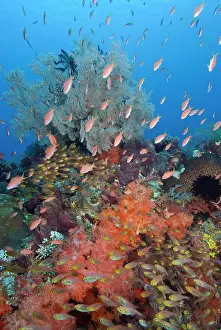 Anthias: Indonesia, Komodo National Park, Fish Bowl