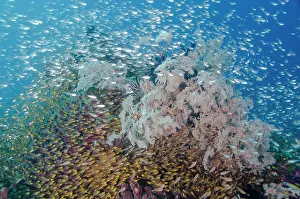 Bowl: Indonesia, Komodo National Park. Fish schooling