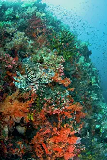 Shimlock: Indonesia, Komodo National Park. Lionfish