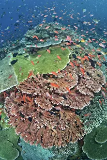 Anthia: Indonesia, Komodo National Park, Tatawa