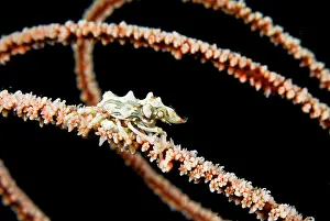 Shimlock: Indonesia, Komodo National Park. Wire coral