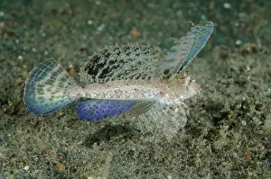 Strait: Indonesia, Lembeh Strait. Close-up of dragonet