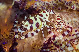 Strait: Indonesia, Lembeh Strait. Two colorful shrimp