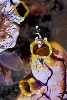 Tunicate: Indonesia, Lembeh Strait. A juvenile sweetlip
