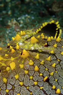 Pipefish: Indonesia, Lembeh Strait. Pipefish on sea