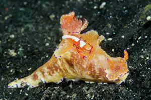 Strait: Indonesia, Lembeh Strait. Shrimp walking