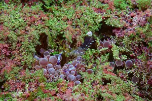 Strait: Indonesia, Lembeh Strait. Shrimp walking