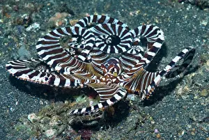Armed: Indonesia, Lembeh Strait. A wonderpus long-armed