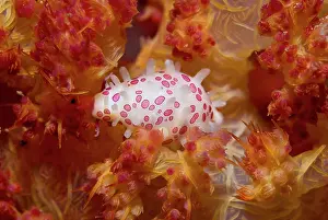 Cowries: Indonesia, New Guinea Island, Raja Ampat