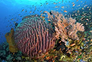Anthia: Indonesia, Pantar Island