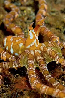 Pantar: Indonesia, Pantar Island. Close-up of long-arm
