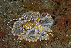 Pantar: Indonesia, Pantar Island. Close-up of long-arm