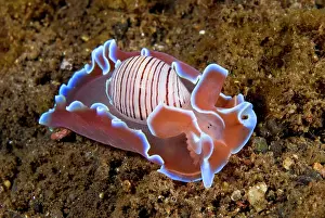 Pantar: Indonesia, Pantar Island. Close-up of nocturnal