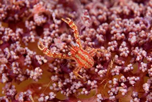 Pantar: Indonesia, Pantar Island. This crab is commensal