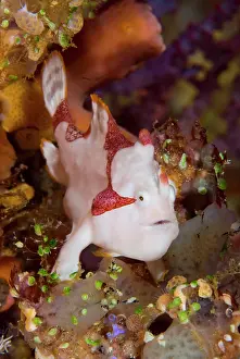 Anglerfish: Indonesia, Pantar Island. A frogfish or