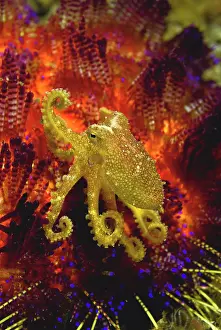 Pantar: Indonesia, Pantar Island. Due to the presence