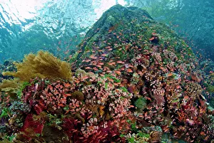 Anthia: Indonesia, Pantar Island. Schooling anthia