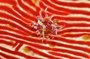 Cucumber: Indonesia, Papua, Cenderawasih Bay. Anemone