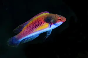 Cenderawasih: Indonesia, Papua, Cenderawasih Bay. Close-up