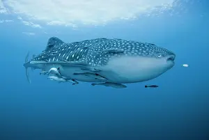 Filter: Indonesia, Papua, Cenderawasih Bay. Close-up