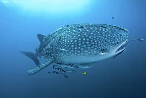 Filter: Indonesia, Papua, Cenderawasih Bay. Close-up