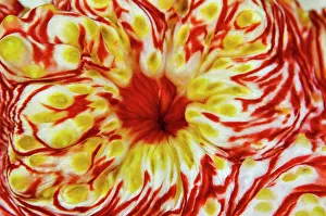 Cucumber: Indonesia, Papua, Cenderawasih Bay. Close-up