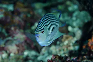 Shimlock: Indonesia, Papua, Cenderawasih Bay. Close-up