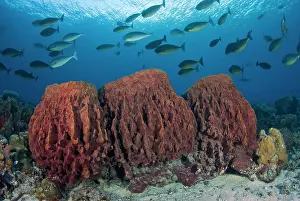 Cenderawasih: Indonesia, Papua, Cenderawasih Bay. Fish