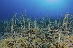 Cenderawasih: Indonesia, Papua, Cenderawasih Bay. Soft