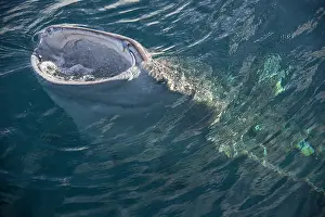 Cenderawasih: Indonesia, Papua, Cenderawasih Bay. Whale