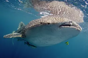Cenderawasih: Indonesia, Papua, Cenderawasih Bay. Whale