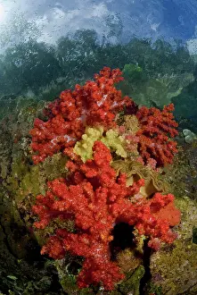 Shimlock: Indonesia, Papua, Fak Fak, Triton Bay. Colorful