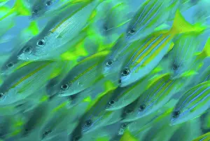Snapper: Indonesia, Papua, Raja Ampat. Abstract close-up