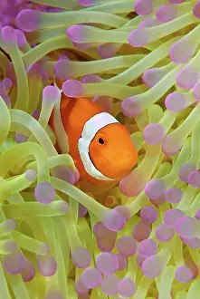 Anemonefish: Indonesia, Papua, Raja Ampat. Anemonefish