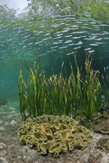 Shimlock: Indonesia, Papua, Raja Ampat. Baitfish swim