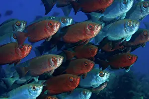 Bigeye: Indonesia, Papua, Raja Ampat. These bigeye