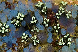 Tunicate: Indonesia, Papua, Raja Ampat. Bluebell tunicates