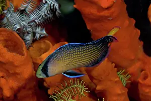 Dottyback: Indonesia, Papua, Raja Ampat. Close-up of