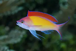 Anthia: Indonesia, Papua, Raja Ampat. Close-up of