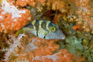 Pufferfish: Indonesia, Papua, Raja Ampat. Close-up of