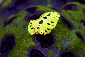Flatworm: Indonesia, Papua, Raja Ampat. Close-up of