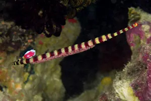 Pipefish: Indonesia, Papua, Raja Ampat. Close-up of