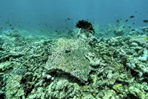 Made: Indonesia, Papua, Raja Ampat. Close-up of