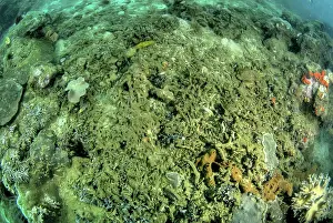 Made: Indonesia, Papua, Raja Ampat. Close-up of
