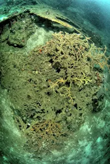 Made: Indonesia, Papua, Raja Ampat. Close-up of