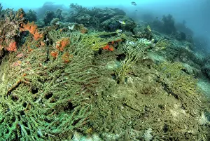 Made: Indonesia, Papua, Raja Ampat. Close-up of