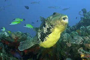 Pufferfish: Indonesia, Papua, Raja Ampat. Close-up of