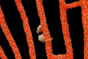 Hippocampus: Indonesia, Papua, Raja Ampat. Close-up of